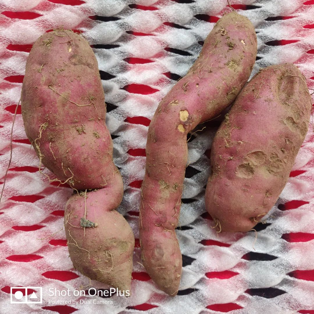 海南富硒地瓜(海南地瓜富硒含量多少)-硒宝网