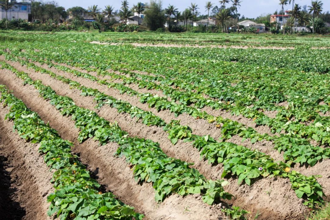 海南富硒地瓜(海南富硒地瓜是毒地瓜吗)-硒宝网