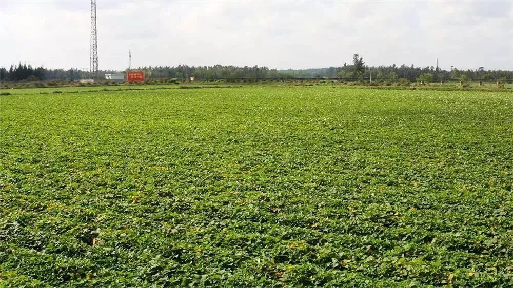 海南富硒地瓜(海南富硒地瓜是毒地瓜吗)-硒宝网