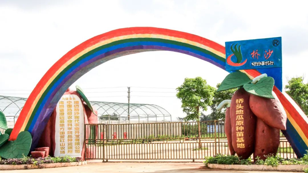 海南富硒地瓜(海南富硒地瓜是毒地瓜吗)-硒宝网