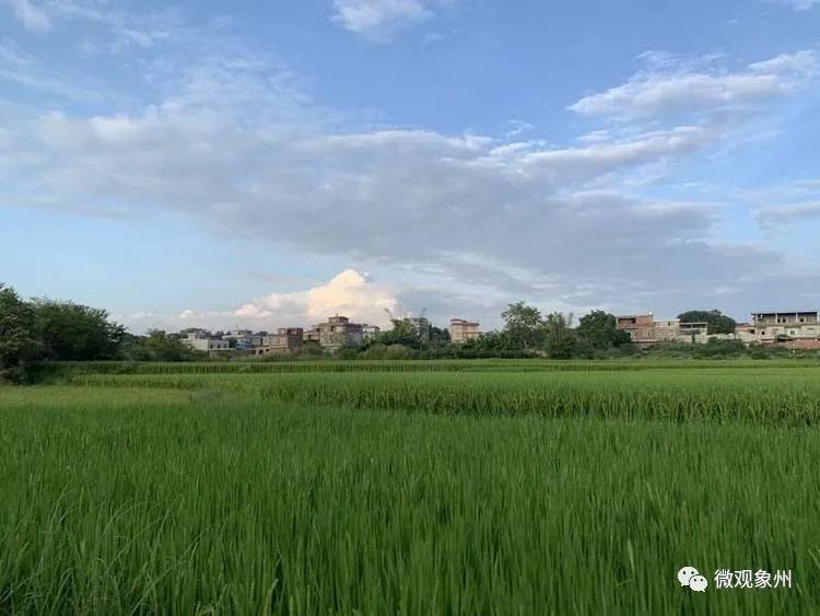 富硒大米健康(大米富硒含量标准)-硒宝网