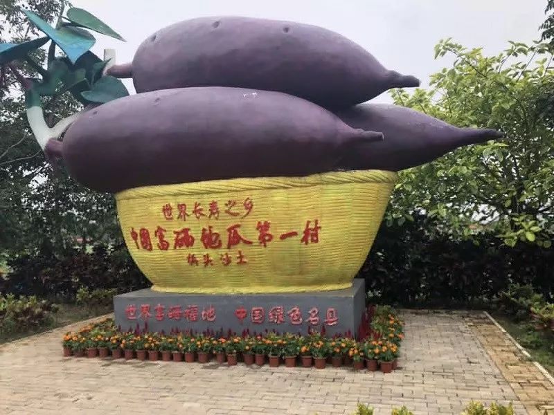 海南富硒地瓜(海南地瓜富硒含量高吗)-硒宝网