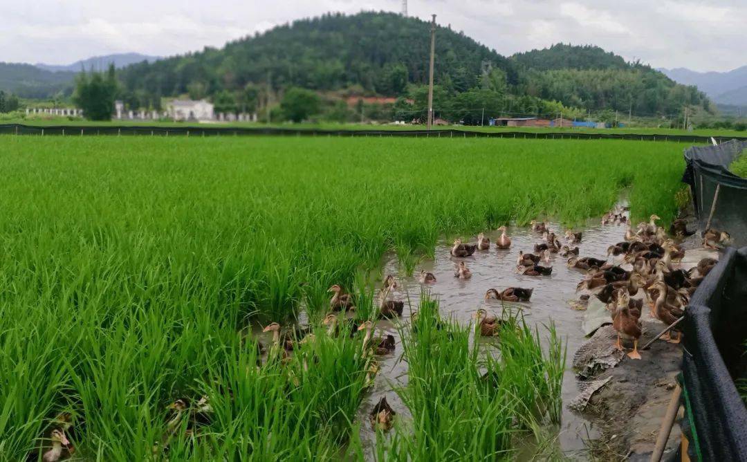 安徽富硒大米（大米安徽富硒含量多少）-硒宝网