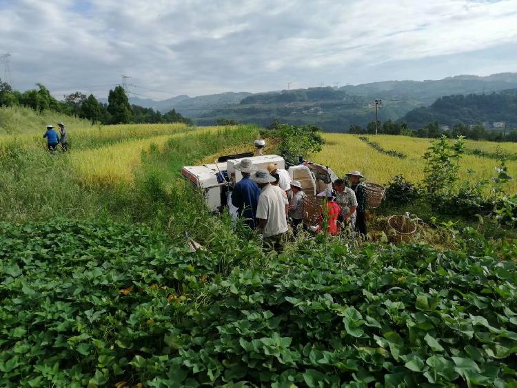 安徽富硒大米（大米安徽富硒含量多少）-硒宝网