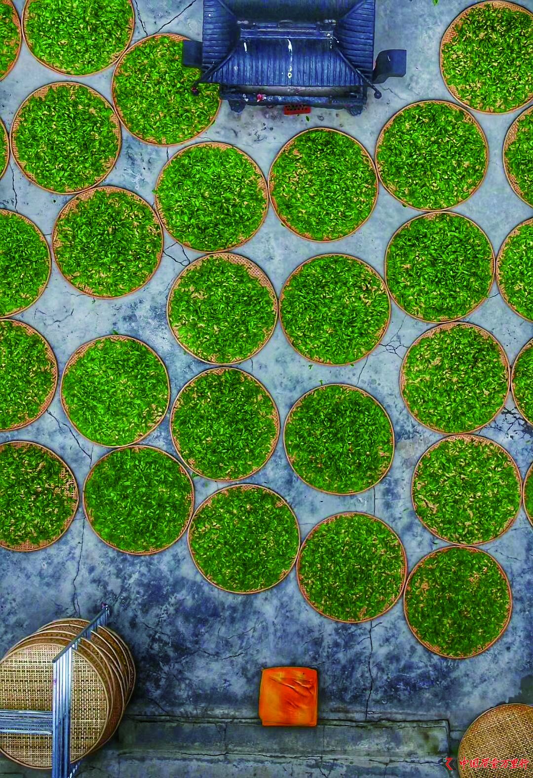 富硒红茶价格（富硒红茶多少钱）-硒宝网