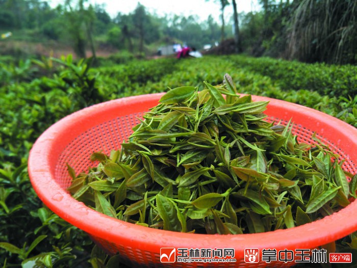 富硒红茶价格(红茶价格富硒多少)-硒宝网