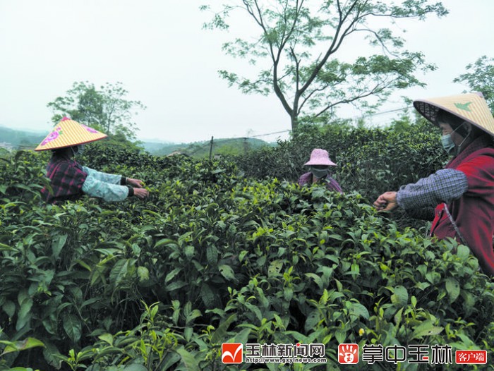 富硒红茶价格(红茶价格富硒多少)-硒宝网