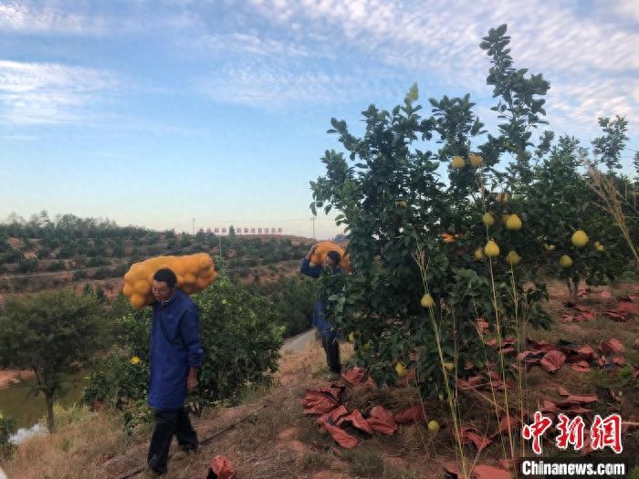 富硒大米厂家(富硒大米哪家好)-硒宝网
