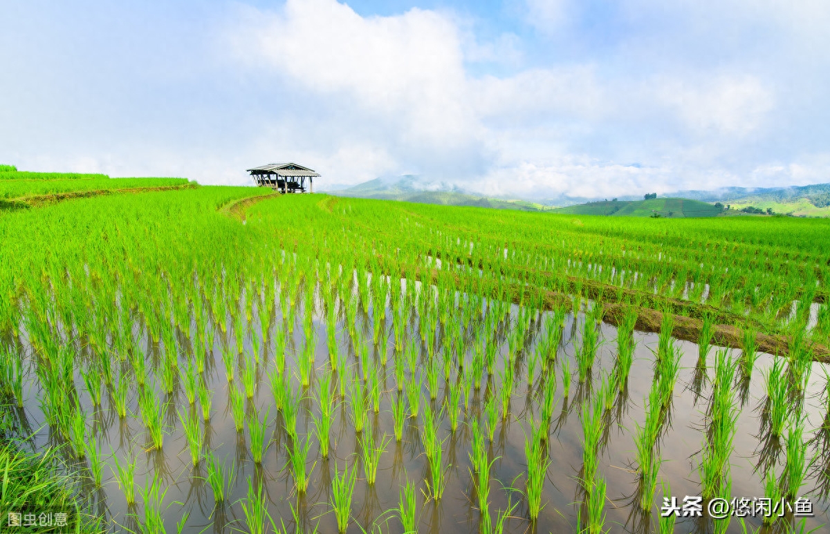 富硒大米行业（大米富硒行业分析）-硒宝网