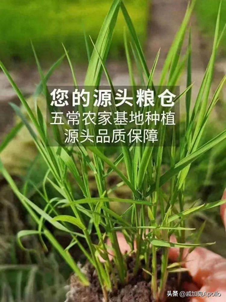 富硒什么意思(富硒是啥)-硒宝网