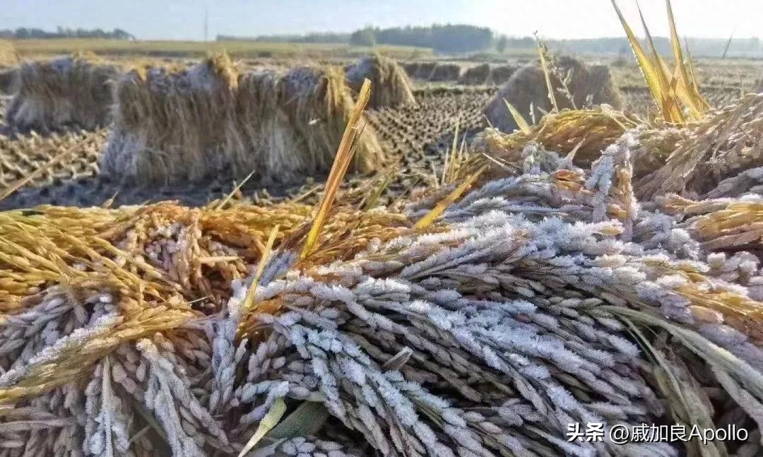 富硒什么意思(富硒是啥)-硒宝网