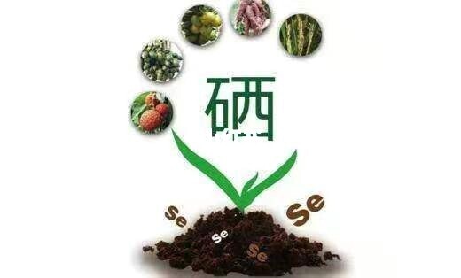 什么食物补硒(食补补硒)-硒宝网