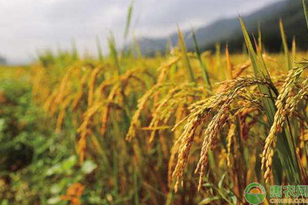 富硒大米简介(富硒大米的由来)-硒宝网