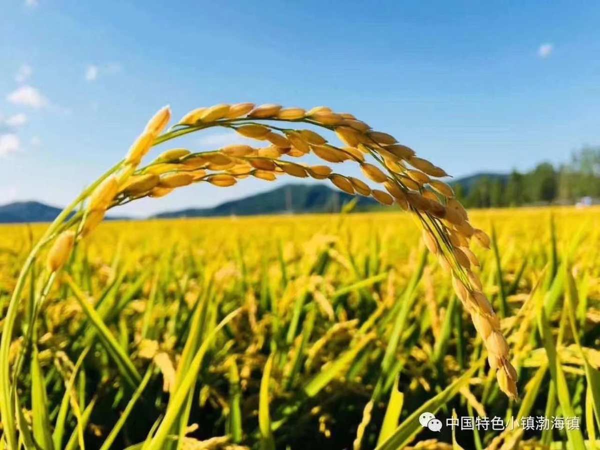 富硒大米特点（富硒大米特点）-硒宝网