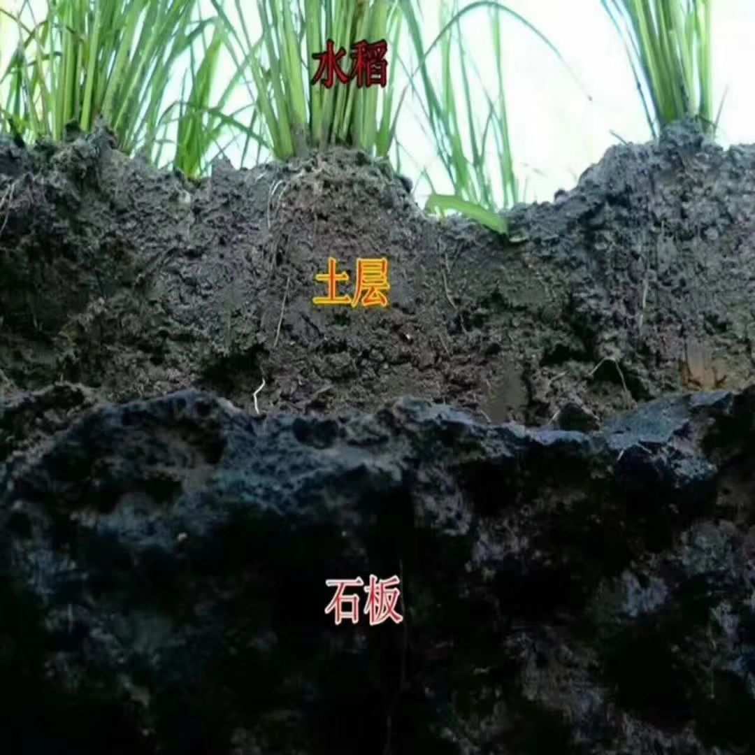 富硒大米特点（富硒大米特点）-硒宝网