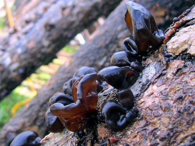 富硒地瓜介绍(地瓜富硒介绍图片)-硒宝网