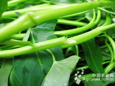 富硒地瓜介绍(地瓜富硒介绍图片)-硒宝网