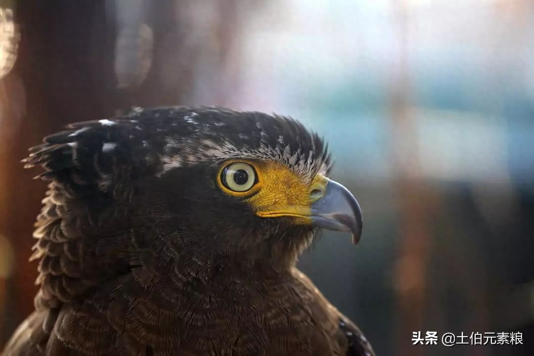 什么东西补硒（补硒的东西）-硒宝网