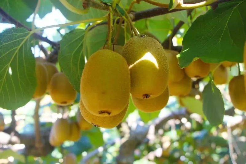 人工富硒大米(人工富硒大米)-硒宝网