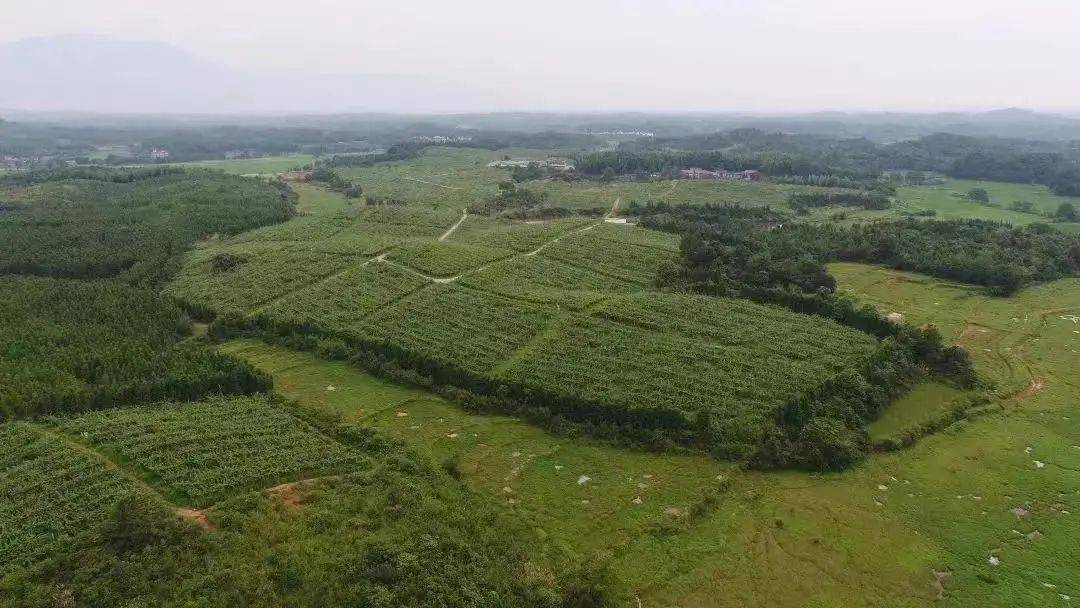 人工富硒大米(人工富硒大米)-硒宝网