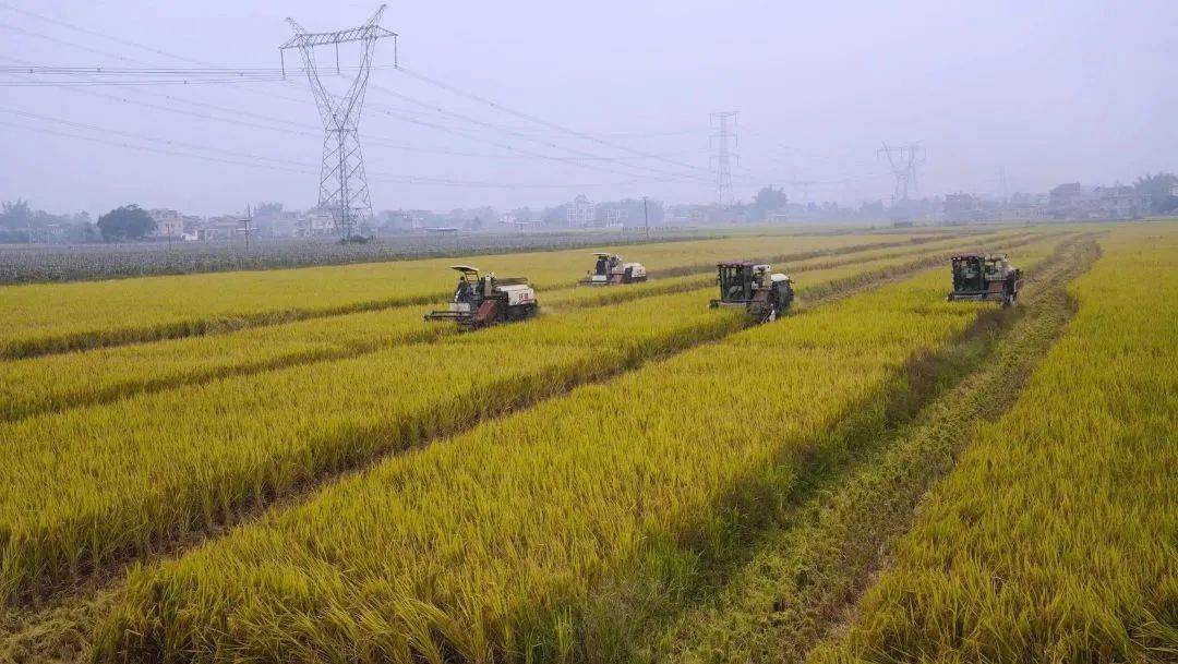 富硒大米优点（大米的富硒标准）-硒宝网