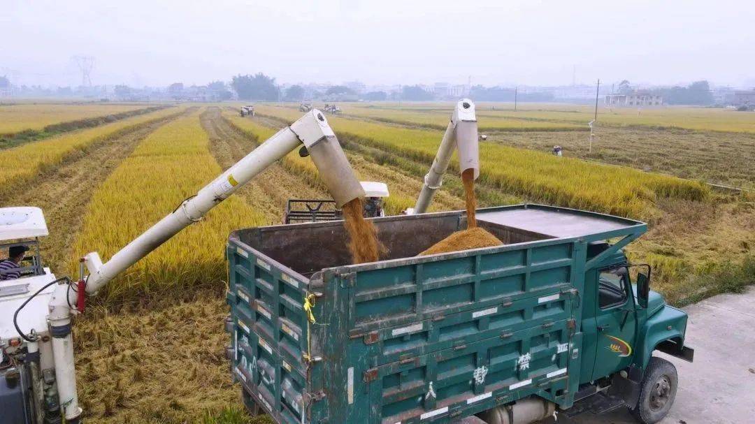 富硒大米优点（大米的富硒标准）-硒宝网