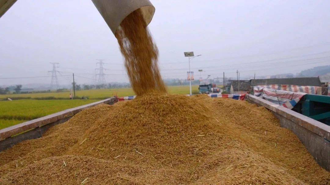 富硒大米优点（大米的富硒标准）-硒宝网