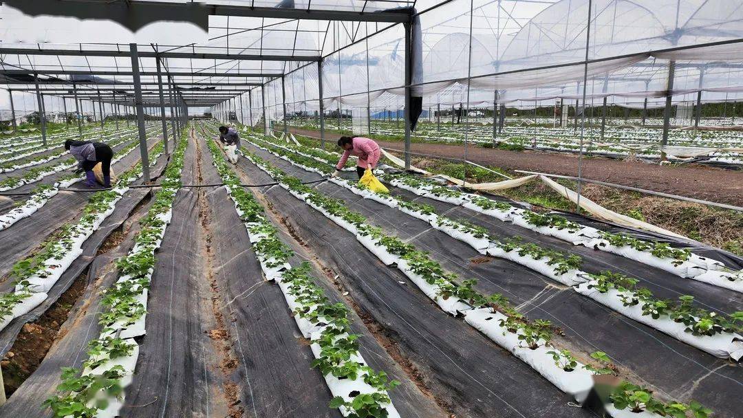 富硒大米优点（大米的富硒标准）-硒宝网