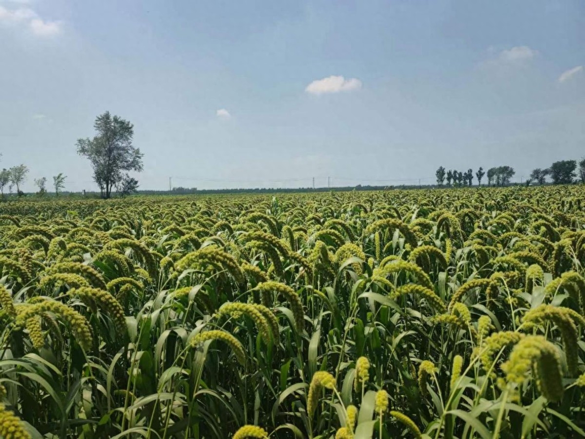 有机硒农产品(农科院有机硒价格)-硒宝网