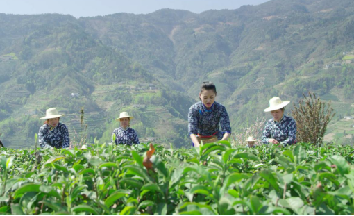 富硒茶的品牌（富硒茶品种）-硒宝网