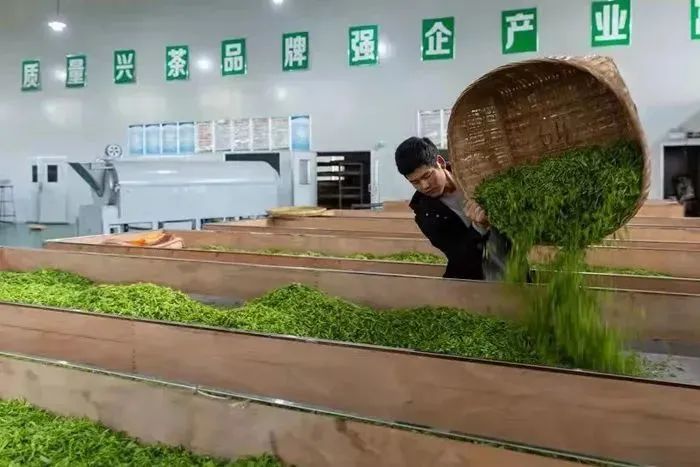 富硒茶的品牌（富硒茶品种）-硒宝网