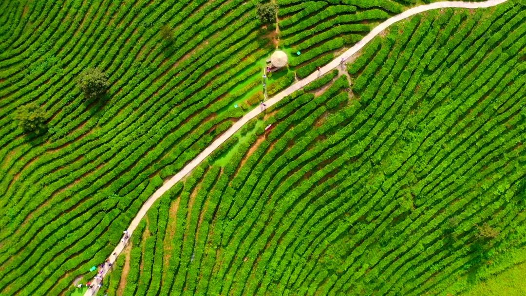 富硒茶的品牌（富硒茶品种）-硒宝网
