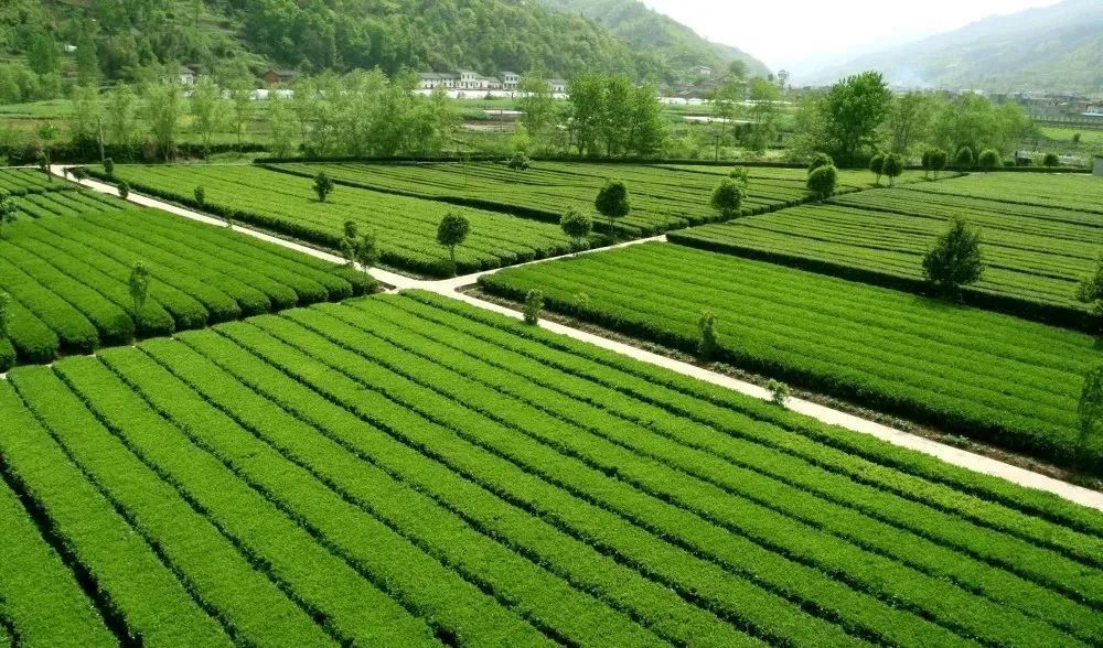 富硒茶的品牌（富硒茶品种）-硒宝网