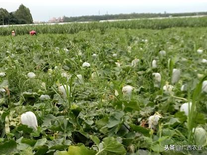 富硒产品开发（开发富硒产品的重要意义）-硒宝网