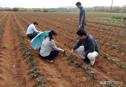 富硒产品开发（开发富硒产品的重要意义）-硒宝网