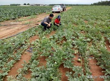 富硒产品开发（开发富硒产品的重要意义）-硒宝网