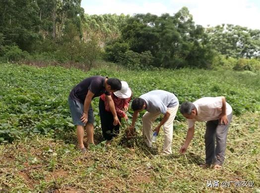 富硒产品开发（开发富硒产品的重要意义）-硒宝网