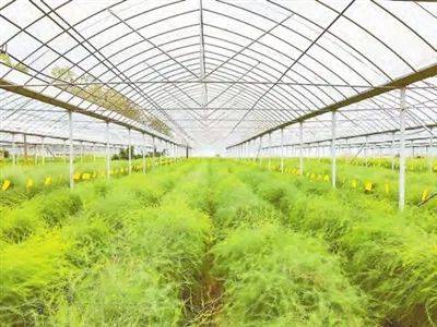 宜春富硒大米(宜春富硒大米)-硒宝网