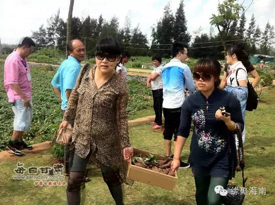 澄迈富硒地瓜（澄迈富硒地瓜的特点）-硒宝网