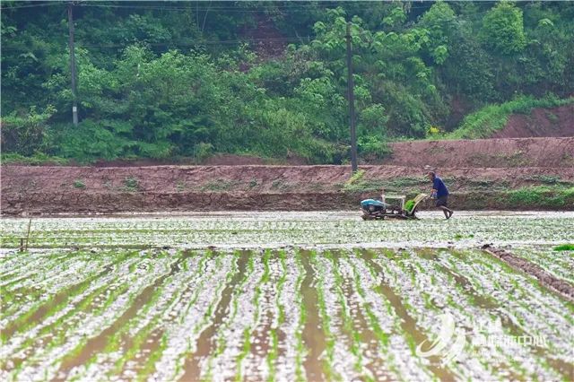 江津富硒大米（富硒大米基地）-硒宝网