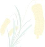 江津富硒大米（富硒大米基地）-硒宝网