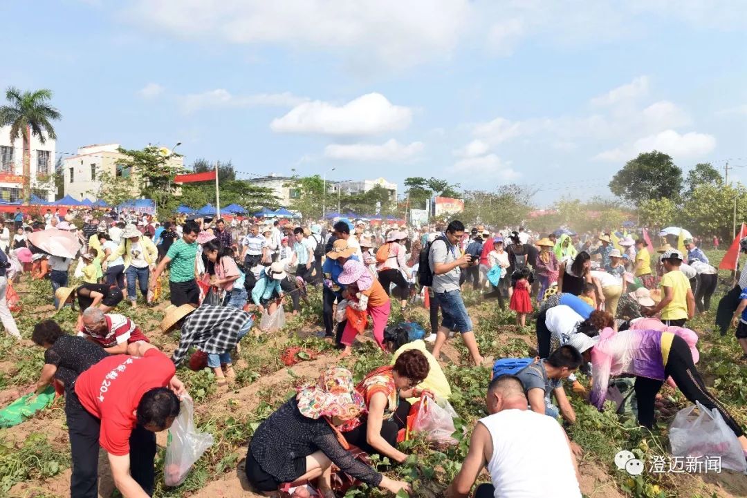 澄迈富硒地瓜（澄迈县红土地富硒）-硒宝网