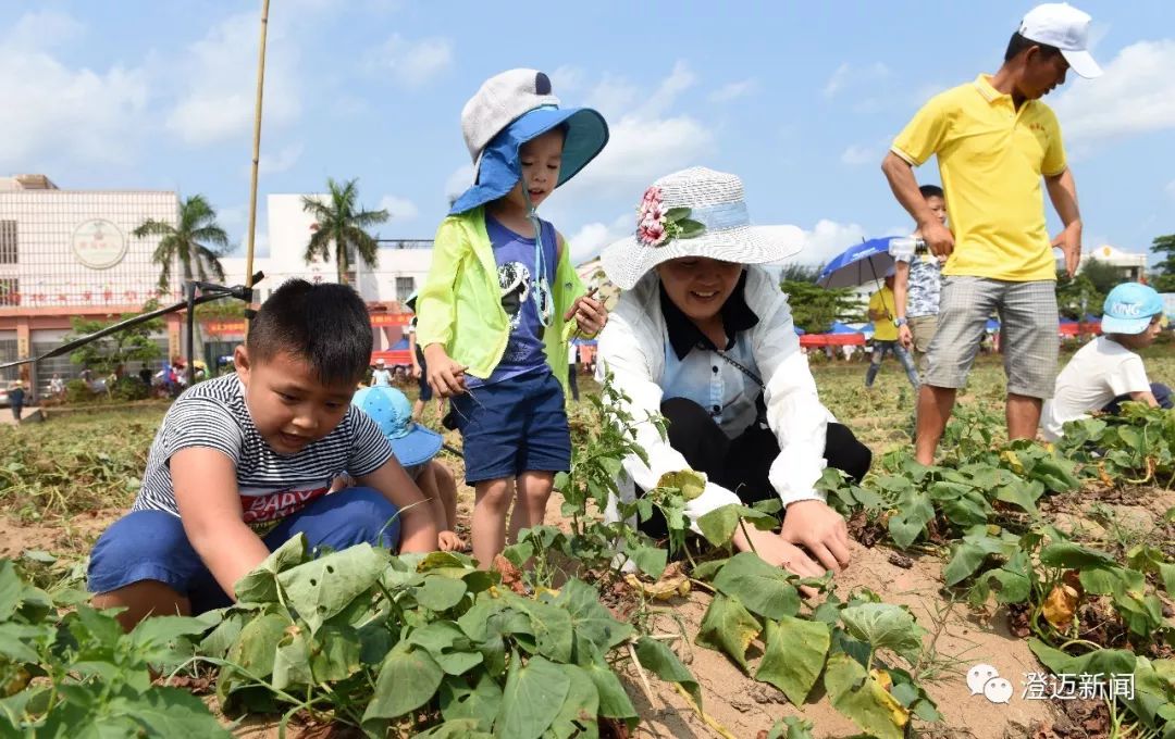 澄迈富硒地瓜（澄迈县红土地富硒）-硒宝网