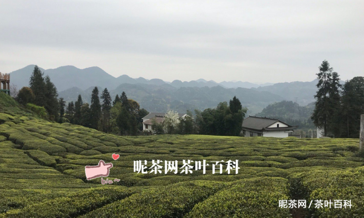 富硒茶 仙毫（仙毫茶叶的功效）-硒宝网
