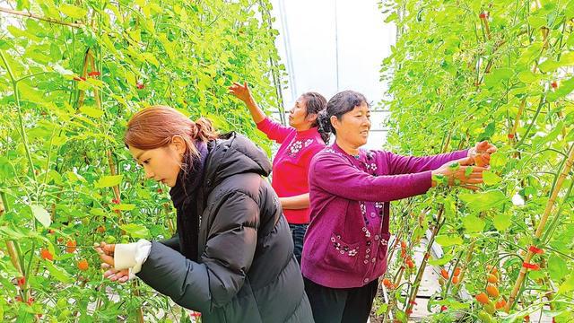 珲春富硒大米（珲春富硒大米假的吧）-硒宝网
