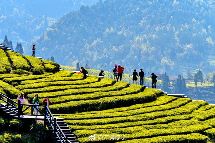 富硒贡茶价格(富硒贡茶功效与作用)-硒宝网