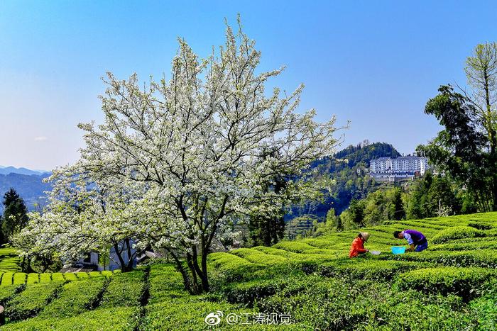 富硒贡茶价格(富硒贡茶功效与作用)-硒宝网