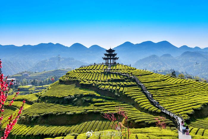 富硒贡茶价格(富硒贡茶功效与作用)-硒宝网