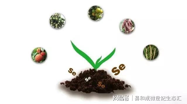 富硒营养大米(大米富硒含量标准)-硒宝网