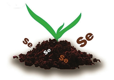 丰城富硒大米(丰城富硒大米价格)-硒宝网